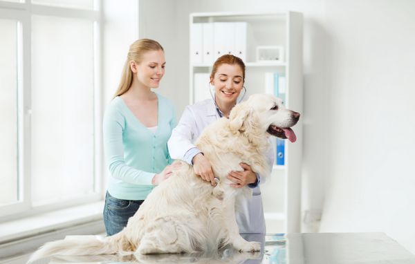 دارو حیوان خانگی حیوانات مراقبت های بهداشتی و مفهوم مردم - زن شاد و دکتر دامپزشک با گوشی پزشکی در حال بررسی سگ گلدن رتریور در کلینیک دامپزشکی
