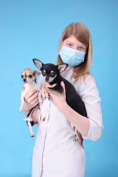 دامپزشک جوان زیبا با سگ های کوچک