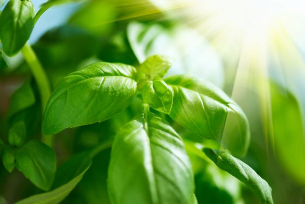 برگ های تازه ریحان از نزدیک طعم دهنده تازه در فضای باز رشد می کند برگ های سبز ریحان در نور خورشید مفهوم چاشنی تازه مواد تشکیل دهنده غذا