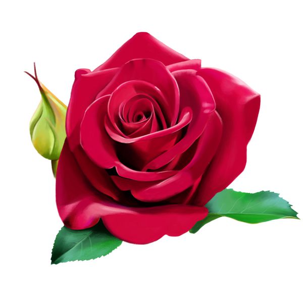 گل رز قرمز لوکس با جوانه و گلبرگ جدا شده در پس زمینه سفید تصویر آبرنگ