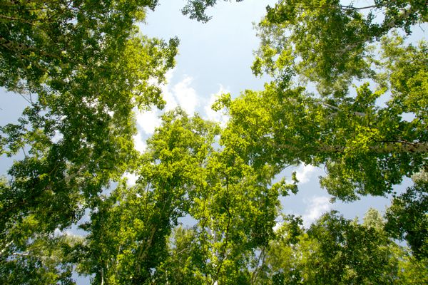 جنگل توس در پس زمینه آسمان