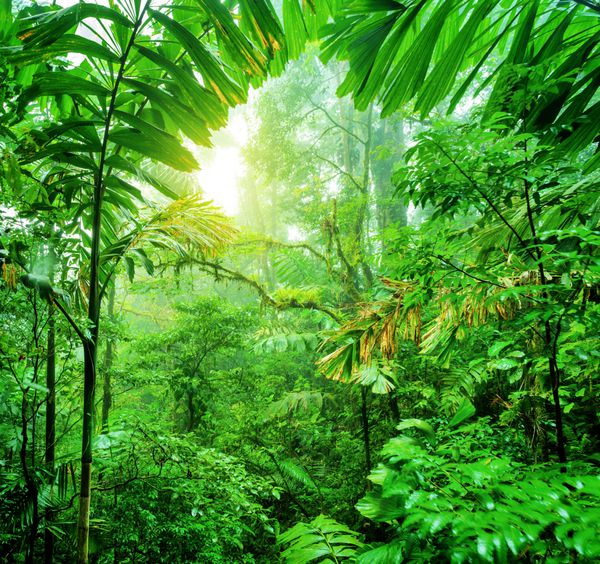 جنگل های بارانی سبز تازه تابستان پارک ملی کاستاریکا طبیعت وحشی شگفت انگیز آمریکای مرکزی