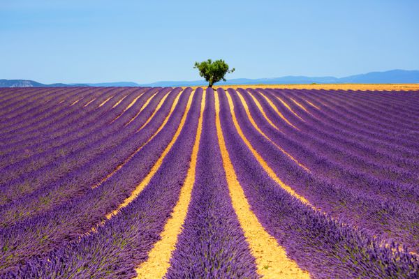 گل‌های اسطوخودوس در مزرعه‌ی شکوفه‌دار و درختی تنها در سربالایی والنسول پروونس فرانسه اروپا