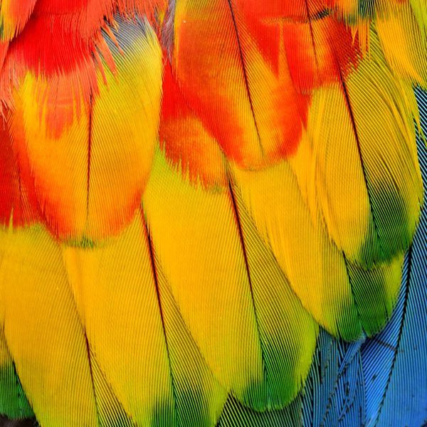 نمای نزدیک از پرهای ماکائو مایل به قرمز با جزئیات تیز در سه رنگ بافت پس زمینه قرمز زرد و آبی