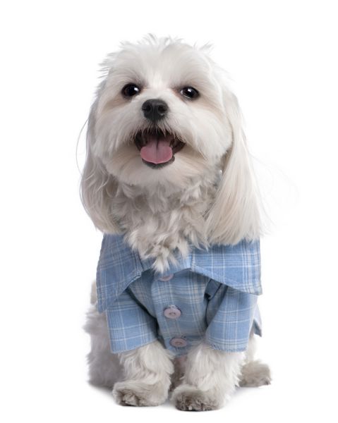 سگ مالتی با پیراهن 17 ماهه در جلوی پس زمینه سفید