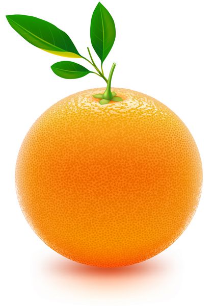 پرتقال آبدار بردار متخلخل حاوی عناصر مش شیب جزئیات زیادی است طراحی مواد غذایی بیشتر در نمونه کارها من