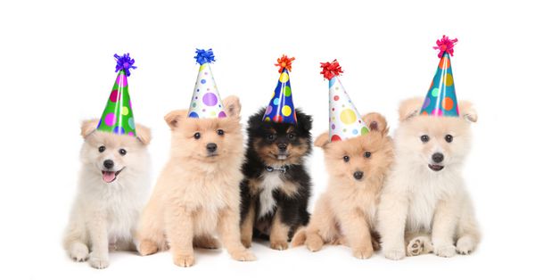 گروهی از توله سگ های پامرانین در حال جشن تولد در زمینه سفید