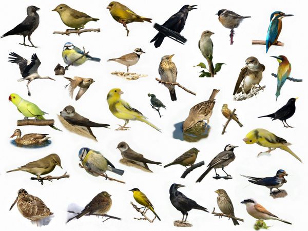 مجموعه ای از 35 عکس متفاوت از پرندگان جدا شده روی سفید