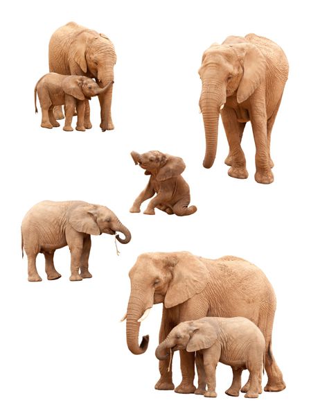 مجموعه ای از فیل های بچه و بالغ جدا شده در پس زمینه سفید