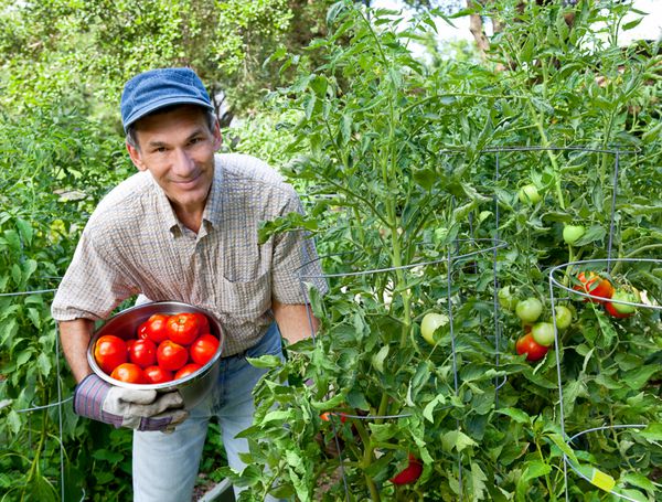 مرد خندان در حال چیدن گوجه فرنگی در باغش
