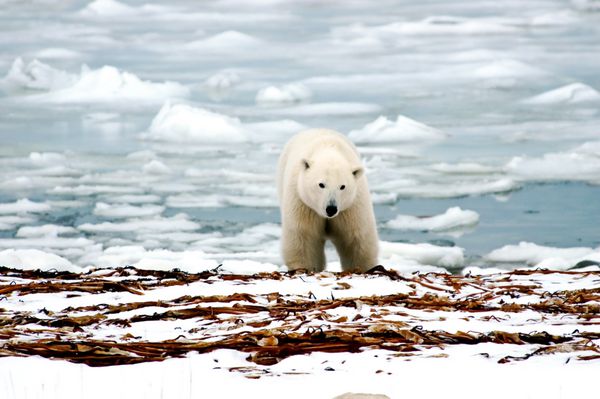 یک خرس قطبی با یخ در پشت زمین