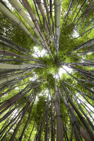 جنگل بامبو به آسمان پس‌زمینه جنگل‌های بارانی جنگل نگاه می‌کند علف‌های بلند با پوشش گیاهی سرسبز در خطوط باغ عجیب و غریب که در مرکز ساقه‌های ضخیم به سمت بالا می‌روند پس‌زمینه جنگل‌های بارانی سبز