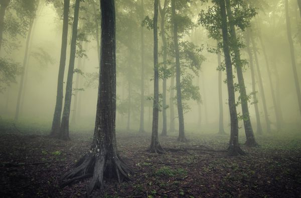 جنگل سبز با مه بین درختان