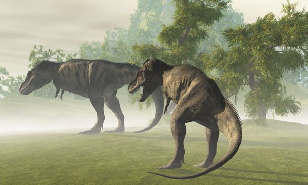 t-rex ماقبل تاریخ - دو دایناسور tyrannosaurus rex قبل از شکار روزها در نور صبح زود استراحت می کنند