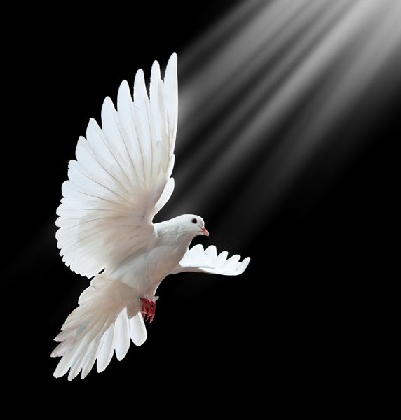 یک کبوتر سفید در حال پرواز آزاد که بر روی پس‌زمینه سیاه قرار گرفته است