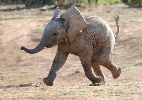 بچه فیل آفریقایی هیجان زده که به سمت چاله آب می دود