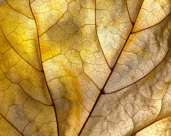 ماکرو نمای نزدیک از یک برگ پاییزی با جزئیات دقیق