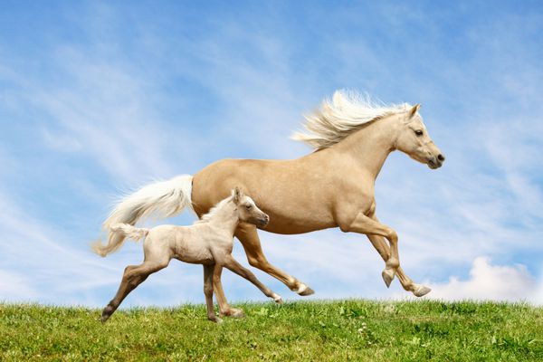 اسب اسب ولش و اسب اسب در مزرعه