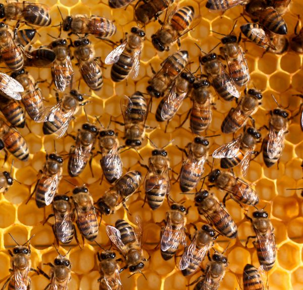 زنبورهای کارگر روی لانه زنبوری