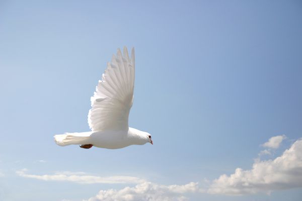 کبوتر سفید زیبا در حال پرواز