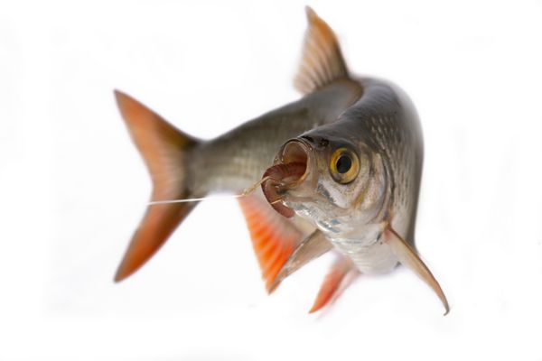 راد رایج ترین ماهی آب شیرین در قلمرو آسیا و اروپا است