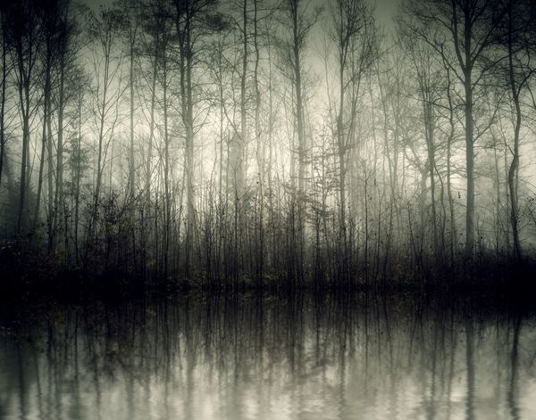 تصویری از یک جنگل زیبا با مه در باواریا آلمان
