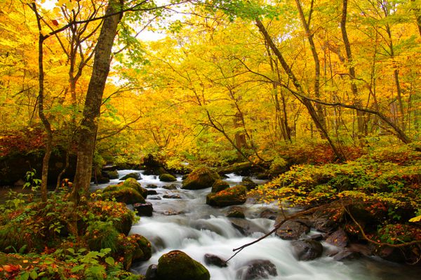 رنگ‌های پاییزی رودخانه اوایراس واقع در استان آئوموری ژاپن