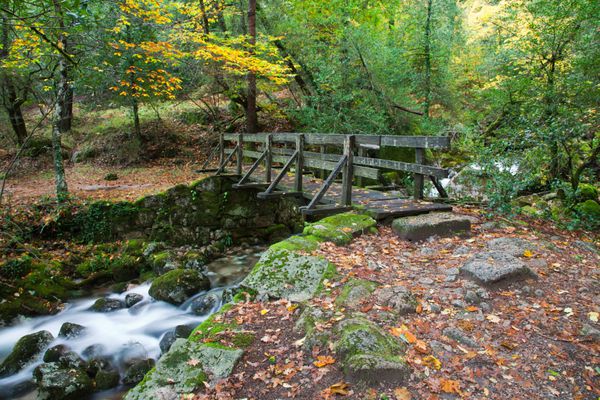 نمایی زیبا از یک پل چوبی کوچک بر روی رودخانه ای در جنگل در پارک ملی گرس در شمال پرتغال