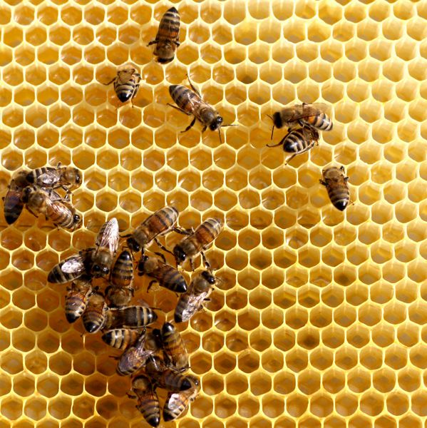 شانه عسل و یک زنبور در حال کار