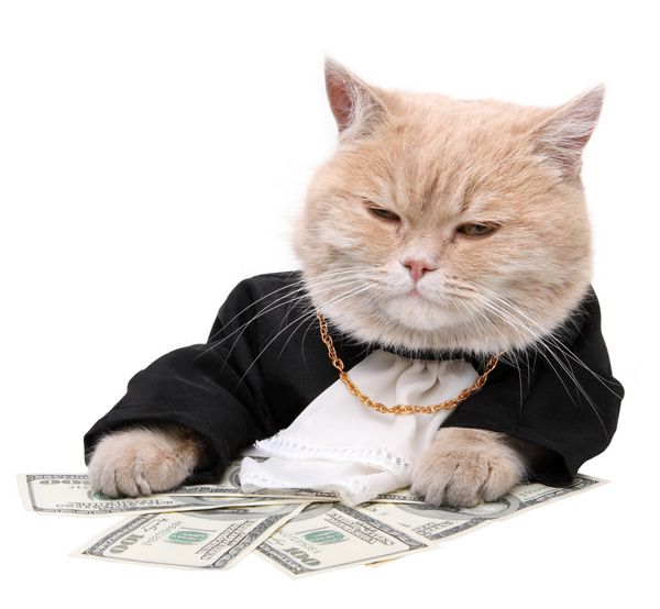 گربه قرمز روی دلار در پس زمینه سفید کریسمس سال نو نشسته است