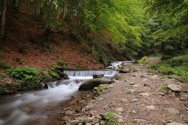 رودخانه زیبای کوهستانی در میان چوب سبز