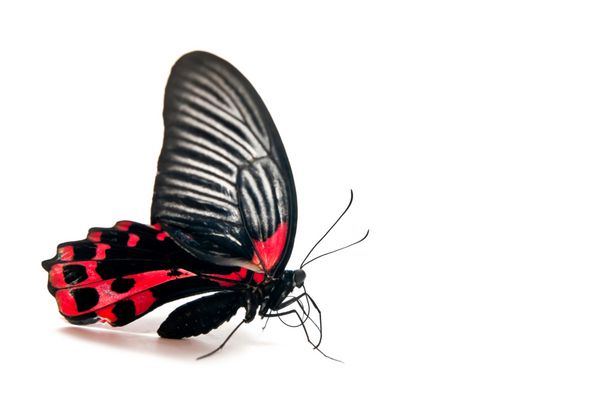 پروانه قرمز و سیاه جدا شده در پس زمینه سفید