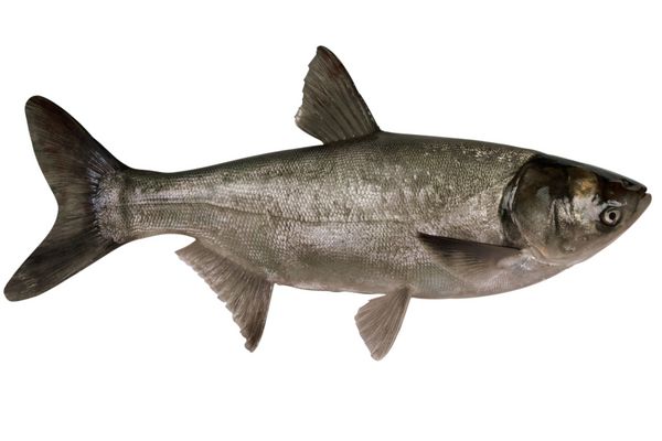 ماهی کپور نقره ای hypophthalmichthys molitrix نمای نزدیک جدا شده در پس زمینه سفید