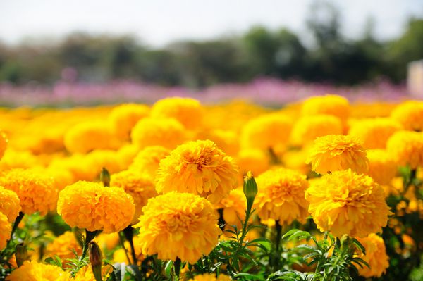 جشنواره گل همیشه بهار در تایلند