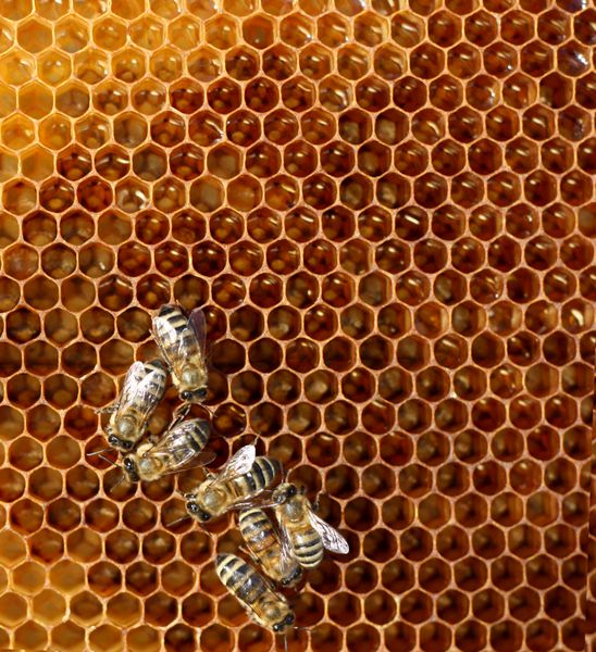 شانه عسل و یک زنبور