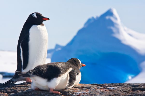 دو پنگوئن رویای نشستن روی یک کوه در پس زمینه