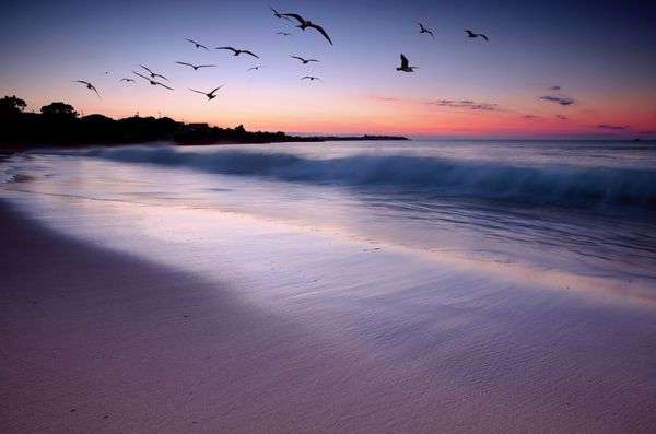 امواجی که در غروب آفتاب در ساحل با پرندگان در حال پرواز هستند