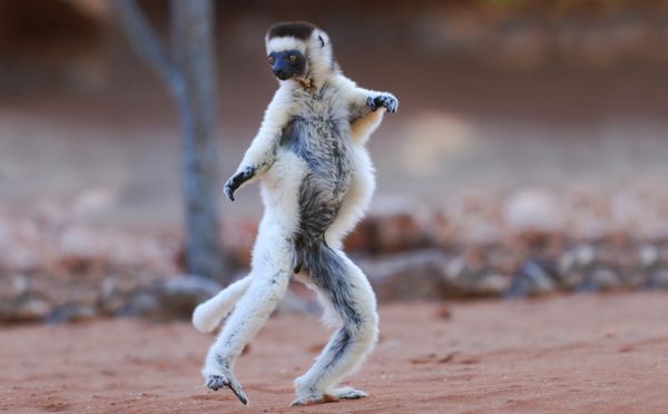رقص سیفاکای ورو propithecus verreauxi در حفاظتگاه طبیعی برنتی جنوب ماداگاسکار