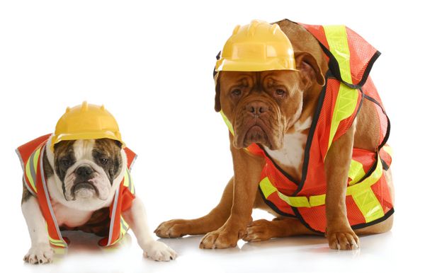 سگ های کار - بولداگ انگلیسی و دوگ د بوردو که مانند کارگران ساختمانی تایر لباس پوشیده اند در پس زمینه سفید