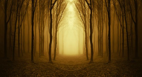 مسیری از میان یک جنگل طلایی در طلوع خورشید با مه و نور گرم