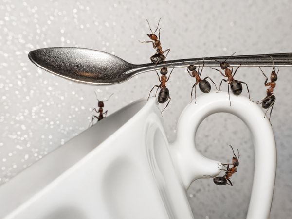 استراحت کنید تیمی از مورچه ها قاشق را روی فنجان قهوه نگه داشته اند
