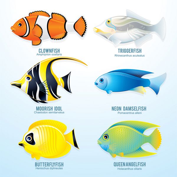 مجموعه ماهی صخره های گرمسیری - وکتور دقیق از دلقک ماهی ماشه ماهی بت موری دمسلی نئون پروانه ماهی و فرشته ماهی