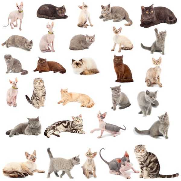 مجموعه ای از یک گربه در حالت های مختلف جدا شده بر روی پس زمینه سفید