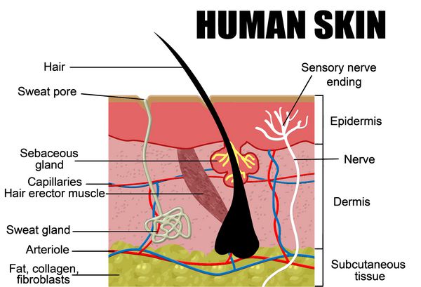 سطح مقطع پوست انسان وکتور - مفید برای آموزش بیمارستان ها و کلینیک ها