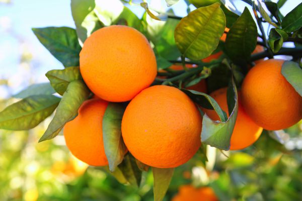 شاخه درخت پرتقال میوه برگ های سبز در والنسیا اسپانیا