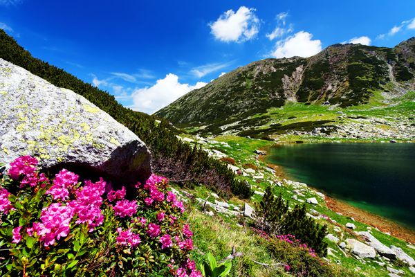 گل های کوهستانی در پارک ملی رتزات رومانی