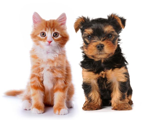 توله سگ ناز کوچک یورکشایر تریر و بچه گربه نژاد مخلوط قرمز جدا شده روی سفید دو دوست دوست داشتنی نشسته اند و به دوربین نگاه می کنند