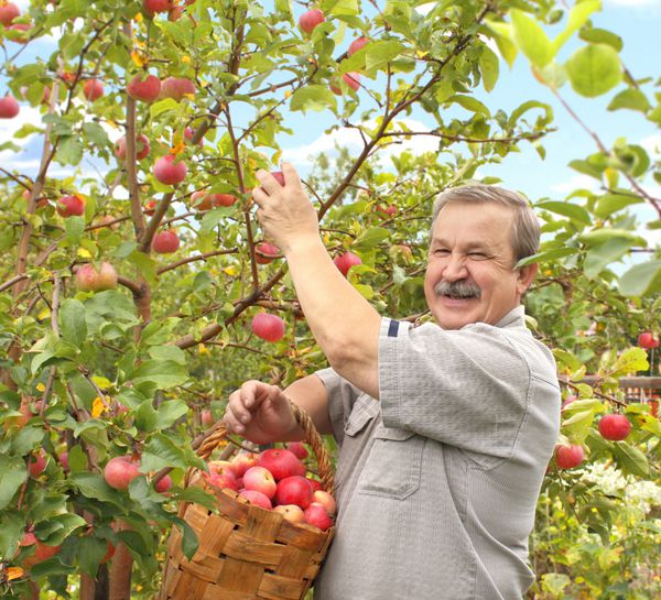 کشاورز ارشد در حال برداشت یک سیب