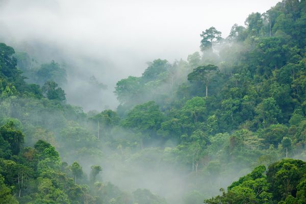 مه صبحگاهی در جنگل های بارانی متراکم استوایی کانگ کراچان تایلند