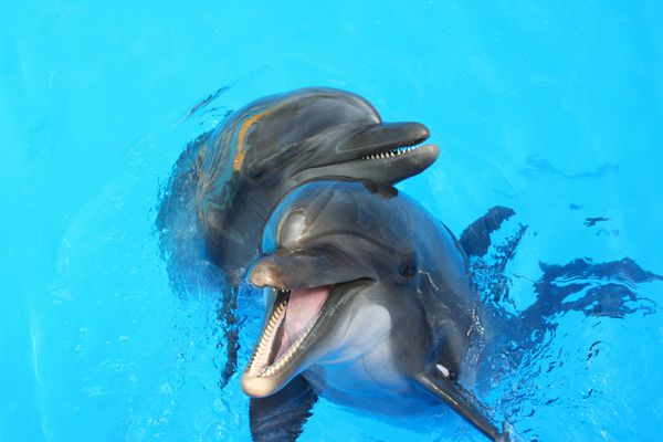 دو دلفین عاشق در حال شنا در استخر